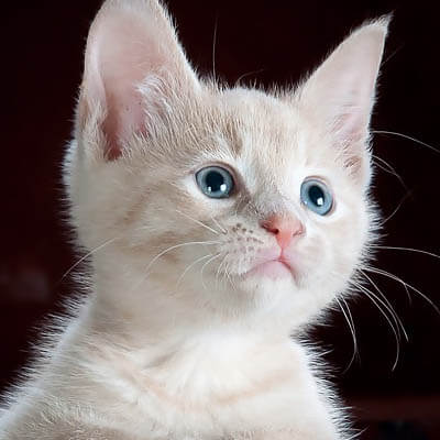 Adoption image