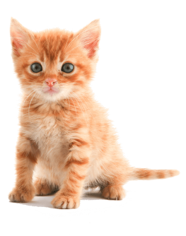 https://www.happys-world.com/wp-content/uploads/2017/04/pricing-263x334.png